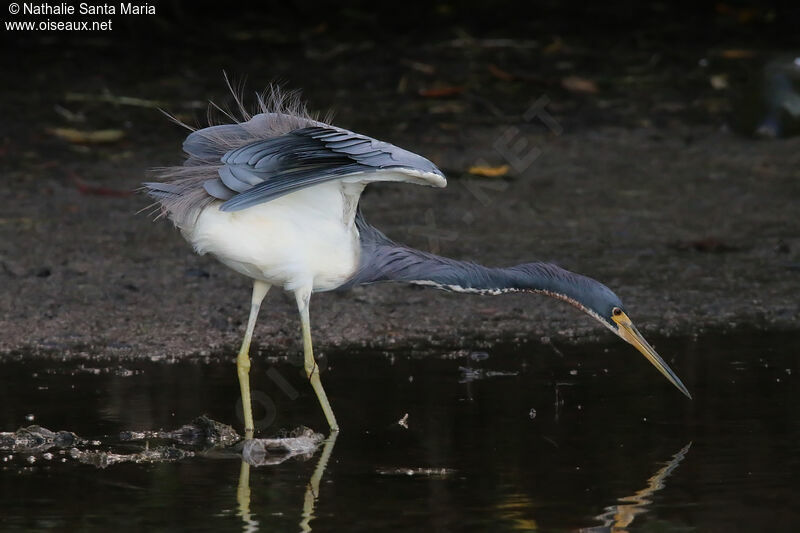 Aigrette tricoloreadulte, identification, pêche/chasse