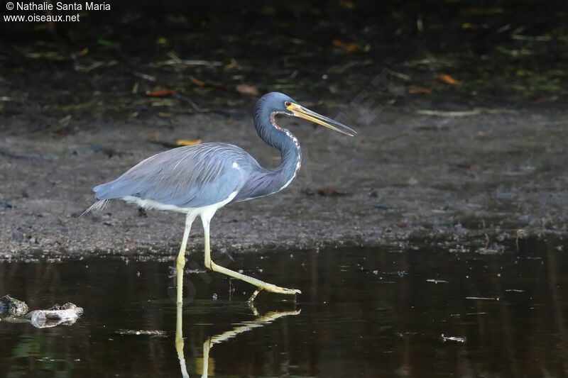 Aigrette tricoloreadulte, identification, marche