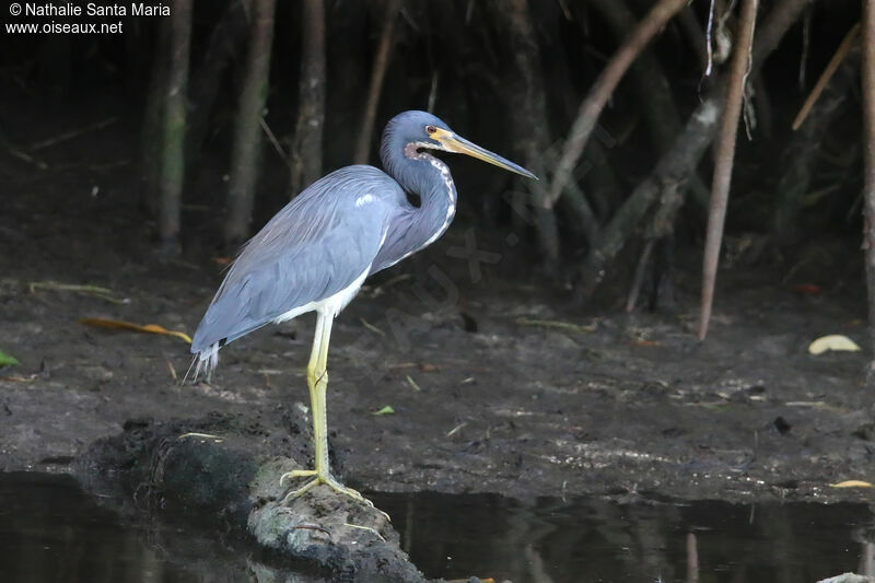 Aigrette tricoloreadulte, identification