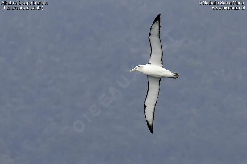 Shy Albatrossadult, Flight