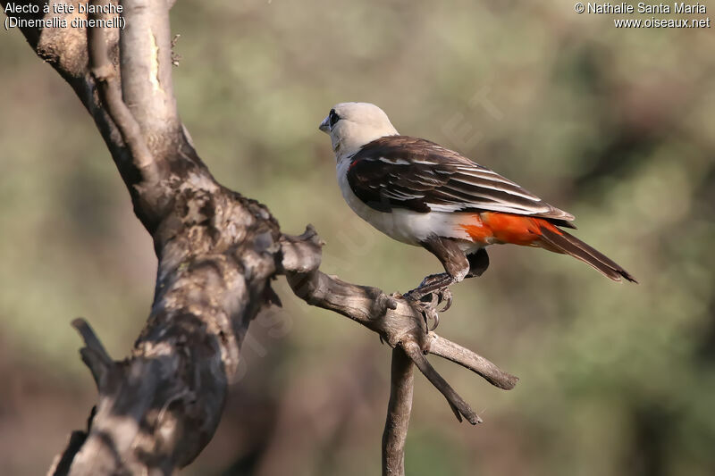 White-headed Buffalo Weaveradult, identification, habitat