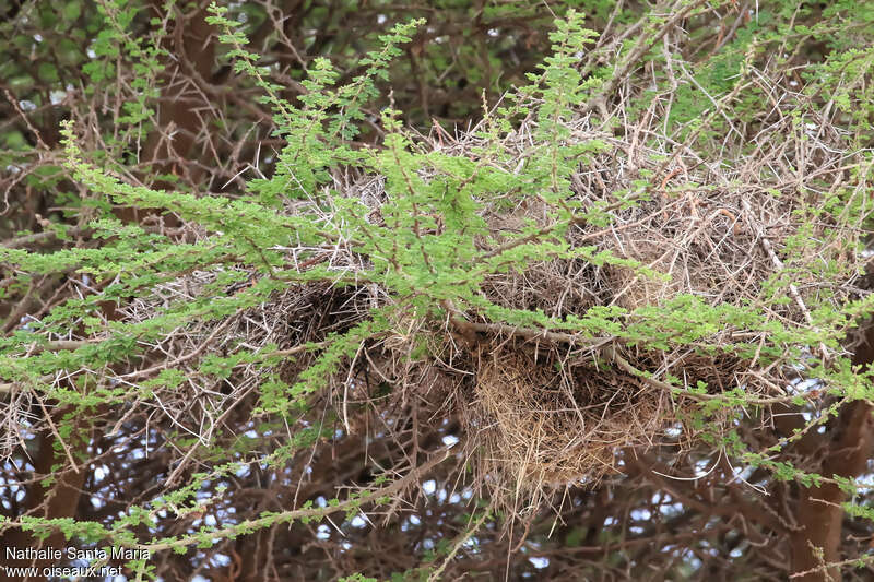 White-headed Buffalo Weaver, Reproduction-nesting