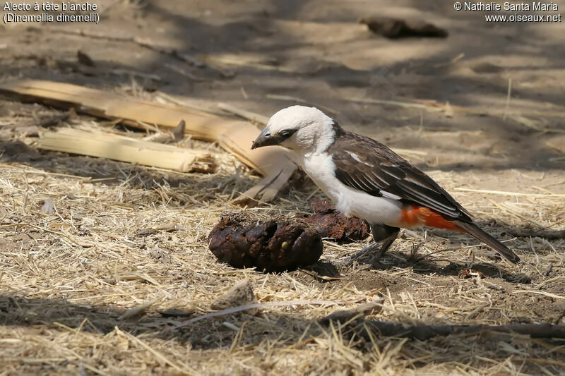 White-headed Buffalo Weaveradult, identification, eats, clues