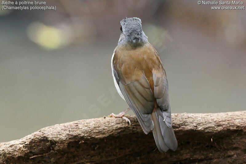 Brown-chested Aletheadult, identification, habitat, Behaviour