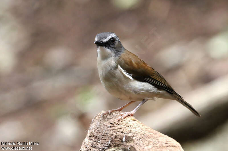 Alèthe à poitrine bruneadulte, identification