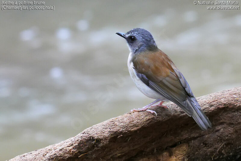 Alèthe à poitrine bruneadulte, identification