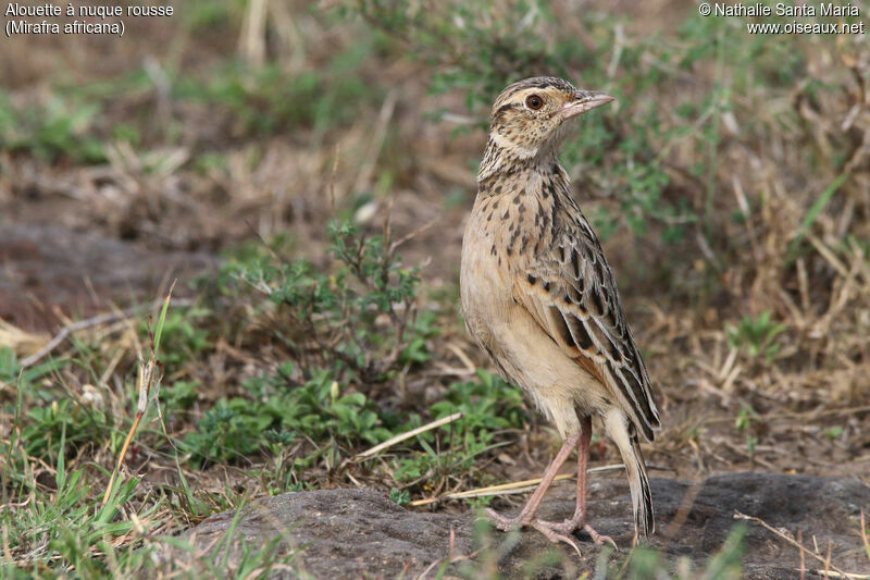 Rufous-naped Larkadult, identification, habitat, Behaviour