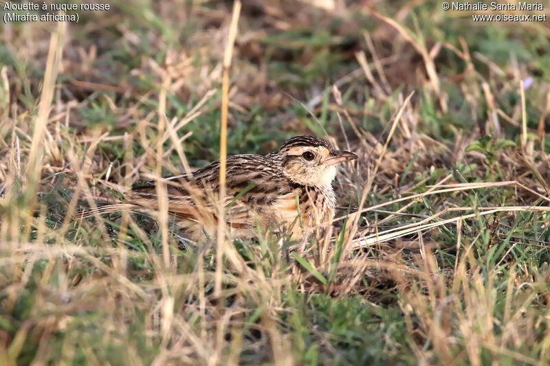 Rufous-naped Larkadult, habitat, camouflage, Behaviour