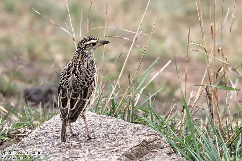 Rufous-naped Larkadult, habitat, pigmentation