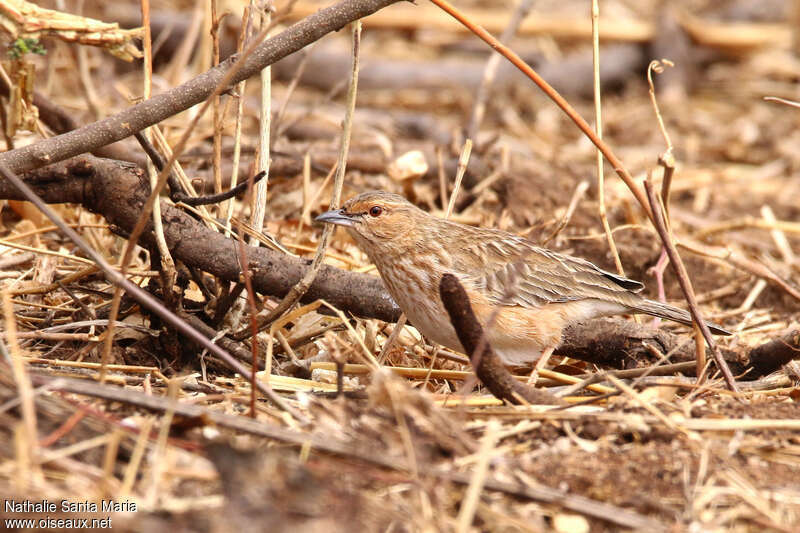 Alouette à poitrine roseadulte, camouflage, marche, Comportement