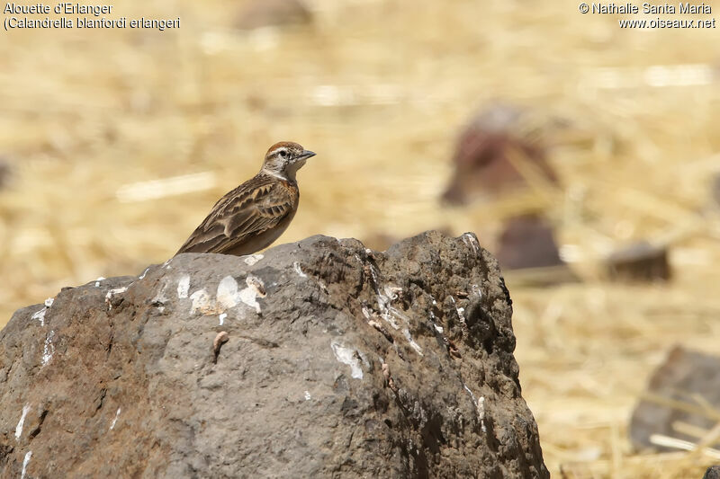 Blanford's Lark (erlangeri)adult, identification, habitat