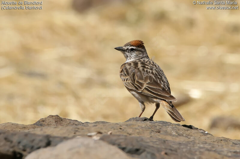 Blanford's Larkadult, identification