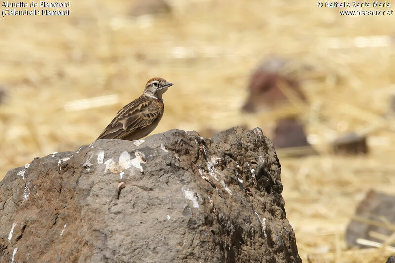 Blanford's Larkadult, identification