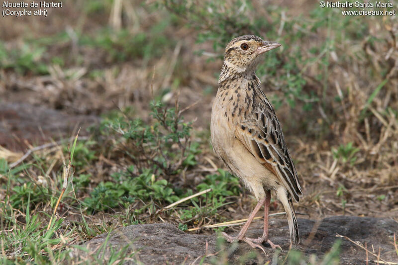 Alouette de Hartertadulte, identification, habitat, Comportement