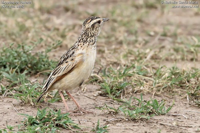 Alouette de Hartertadulte, identification, habitat, Comportement