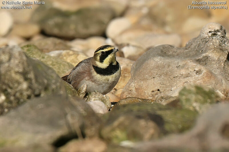 Horned Larkadult, identification