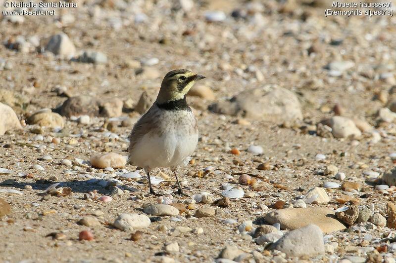 Horned Larkadult, habitat