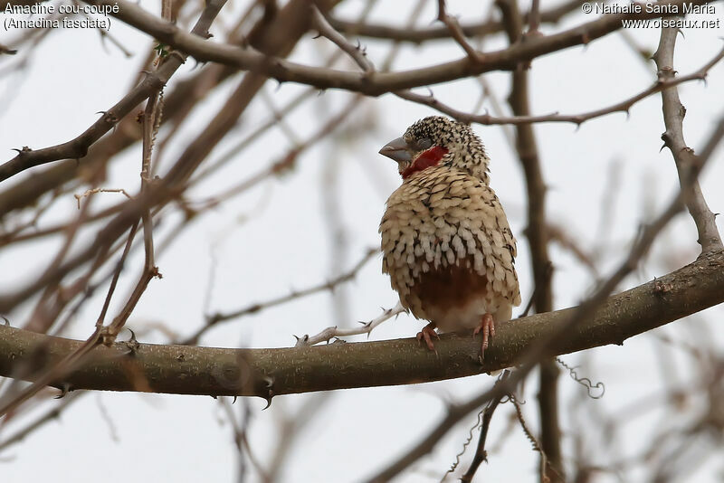 Cut-throat Finch male adult, identification, habitat, Behaviour