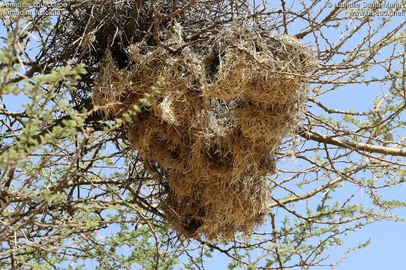 Amadine cou-coupé, habitat, Nidification, r. coloniale