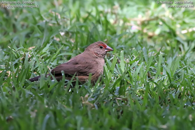 Red-billed Firefinch female adult, identification, habitat