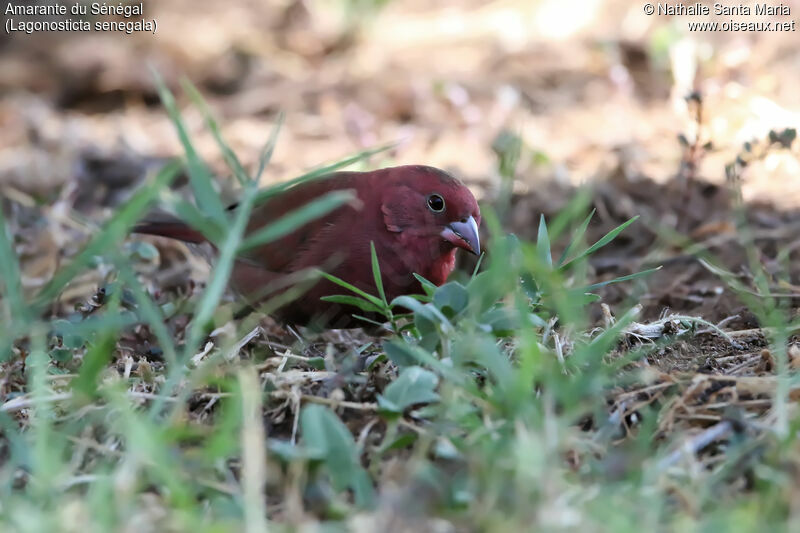 Amarante du Sénégal mâle adulte, identification, habitat, mange