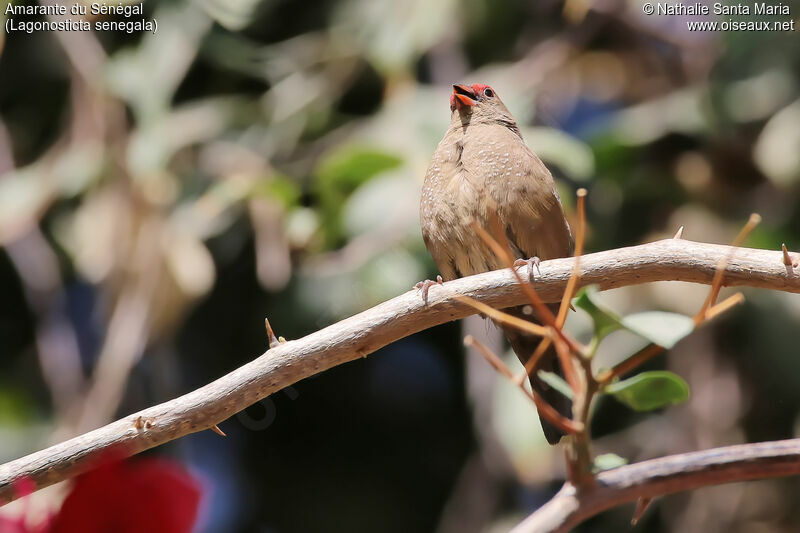 Red-billed Firefinch female adult, identification