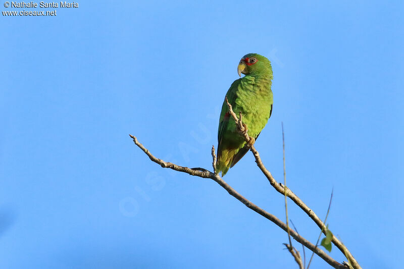 Amazone à front blancadulte, identification