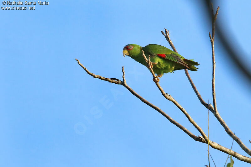 Amazone à front blancadulte, identification