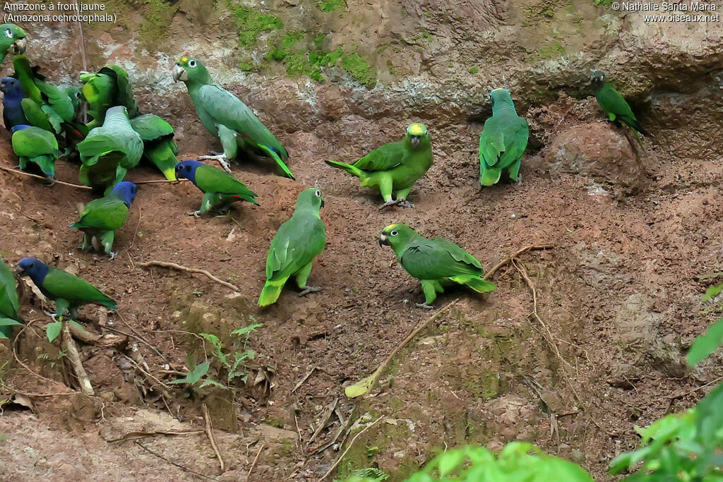 Yellow-crowned Amazon