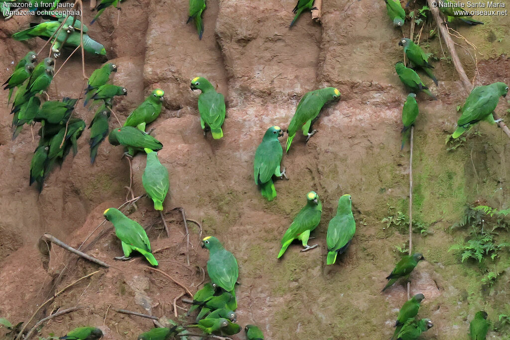 Yellow-crowned Amazon
