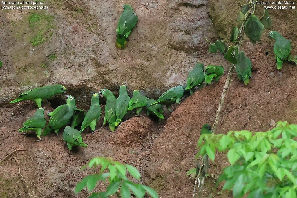 Yellow-crowned Amazon