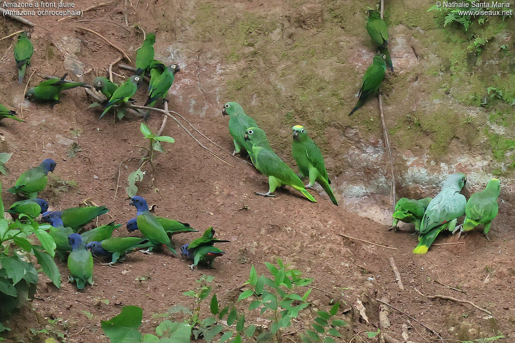 Yellow-crowned Amazon