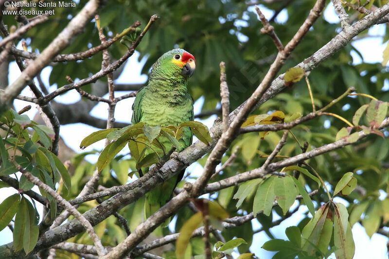 Amazone à lores rougesadulte, identification