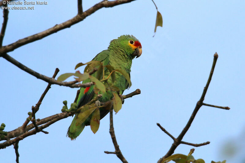 Red-lored Amazonadult, identification