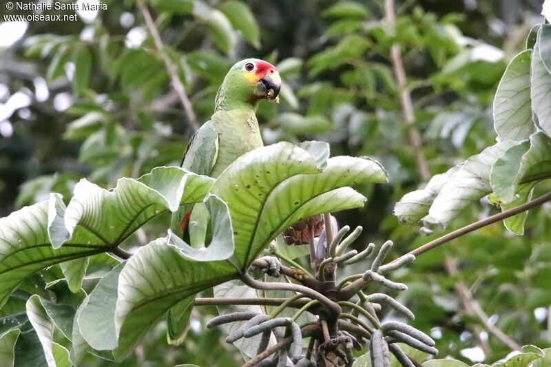 Amazone à lores rougesadulte, mange