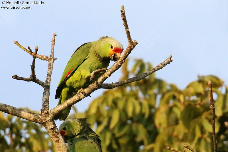 Red-lored Amazonadult, identification, Behaviour