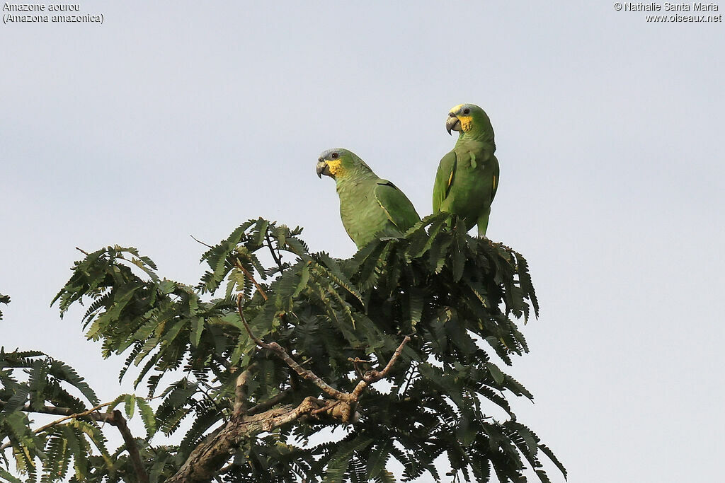 Amazone aourou