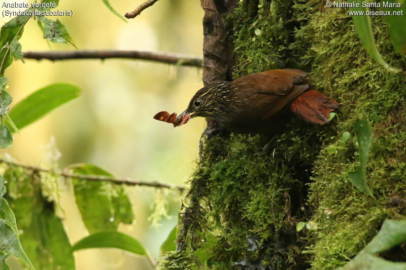 Lineated Foliage-gleaneradult, identification, feeding habits, eats