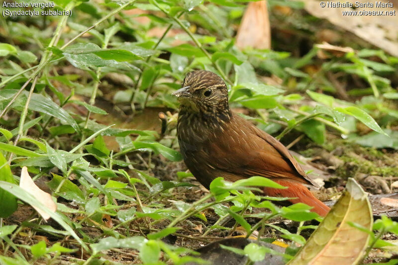 Lineated Foliage-gleaneradult, identification, fishing/hunting