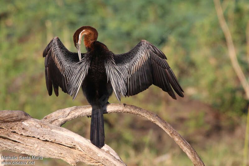 African Darter male adult, care, pigmentation, Behaviour