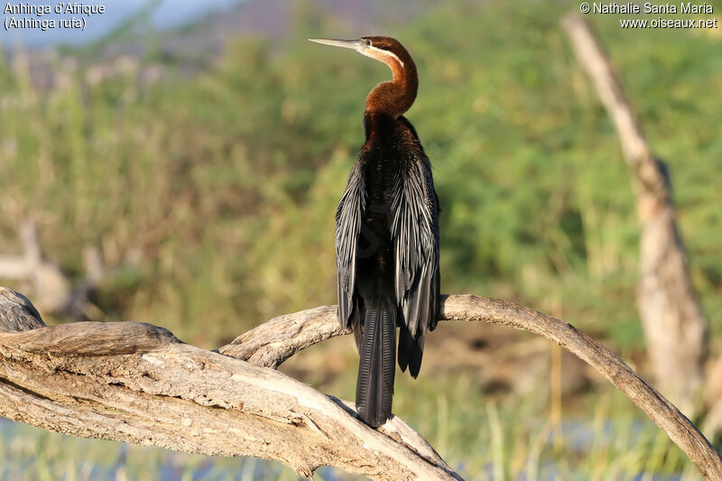 Anhinga d'Afriqueadulte