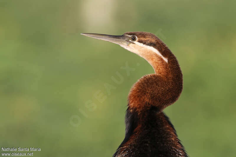 Anhinga d'Afriqueadulte, portrait