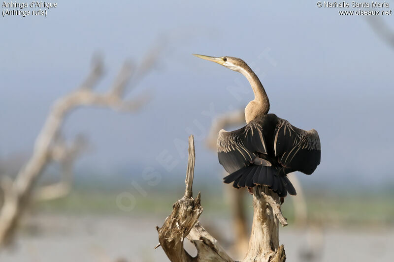 African Darterimmature, Behaviour