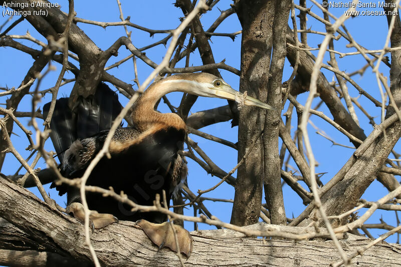 African Darteradult, Behaviour