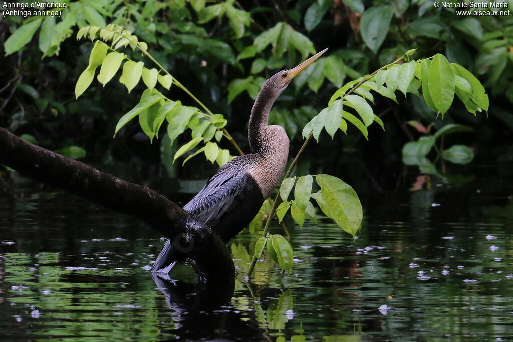 Anhinga d'Amérique