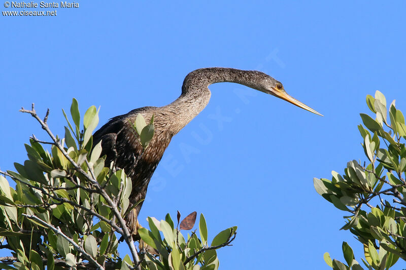 Anhinga female adult, identification