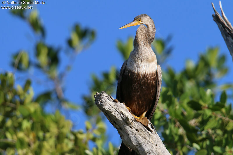 Anhingaimmature, identification