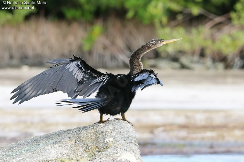 Anhinga d'Amérique femelle, identification, composition