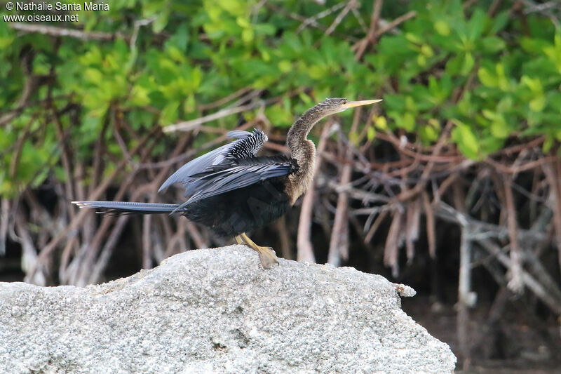 Anhinga d'Amérique femelle adulte, identification