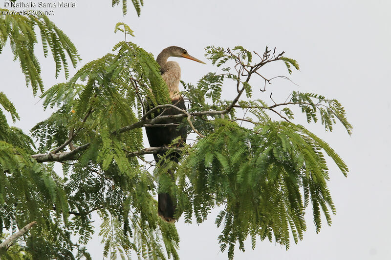 Anhinga d'Amériqueimmature, identification